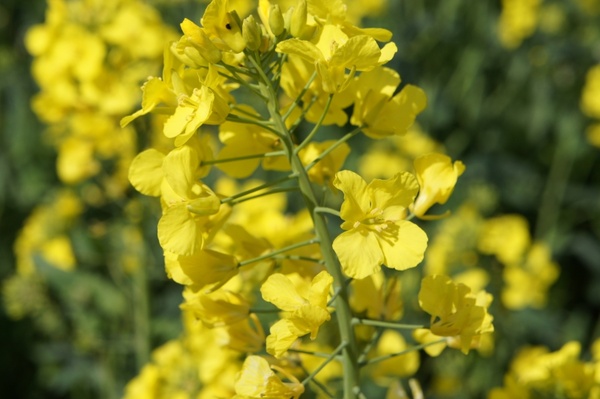 yellow flower rapeseed