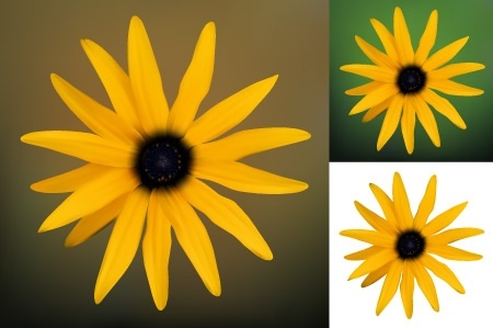 yellow flower design realistic style