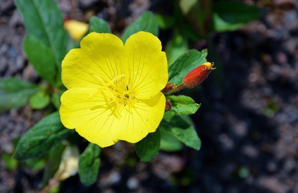 yellow flower yellow flower