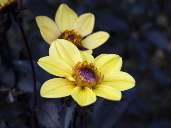 yellow flowers 6 