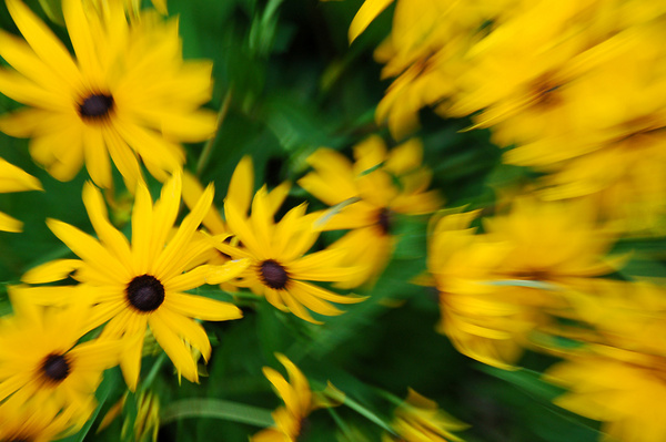 yellow flowers abstract 