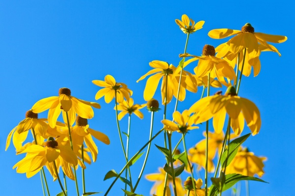 yellow flowers against sky