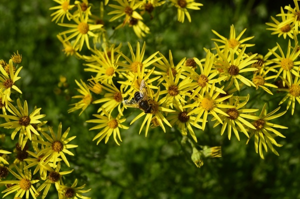 yellow flowers bee