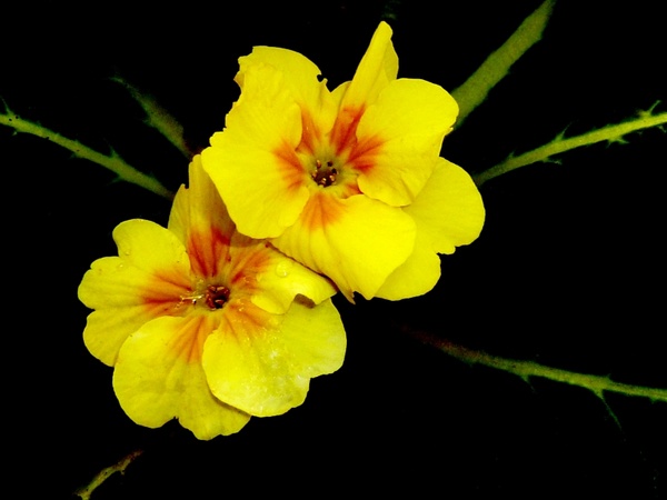 yellow flowers nature