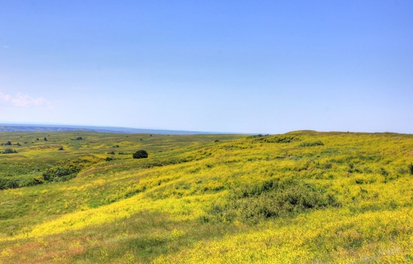 yellow flowers on the grassland at badlands national park south dakota