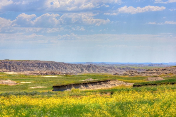 yellow flowers on the prairie at badlands national park south dakota