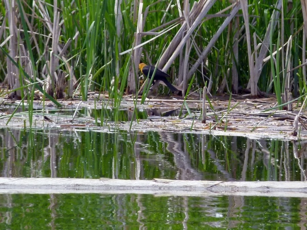 yellow headed blackbird marshland swamp