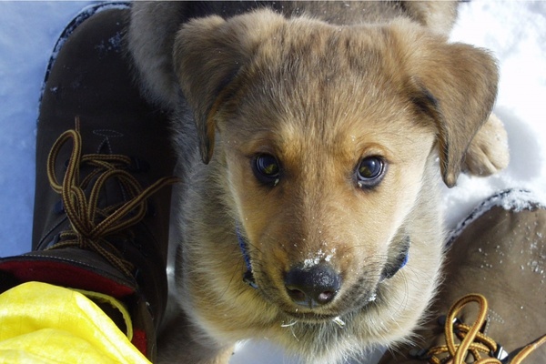 yellow labrador puppy