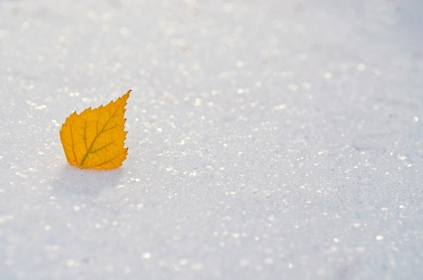 yellow leaf on the snow