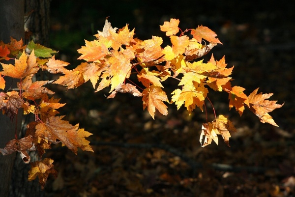 yellow leaves maple autumn
