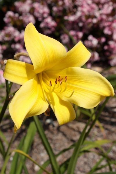 yellow lily bloom
