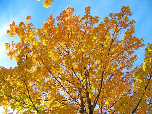 yellow maple tree branches