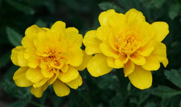 yellow marigolds flowers summer
