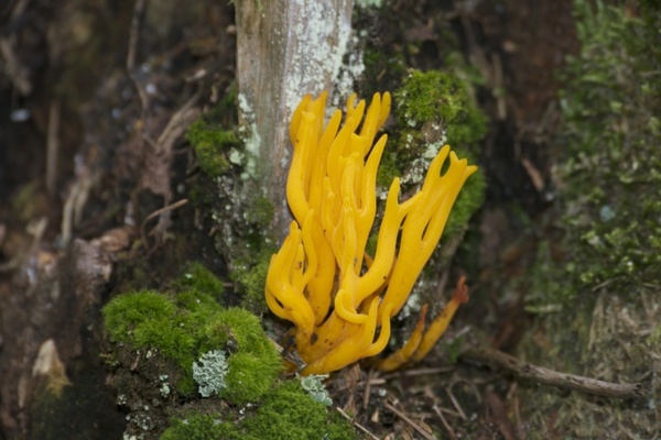 yellow mushroom forest