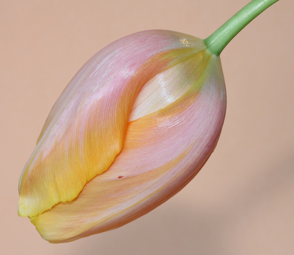 yellow pink tulip