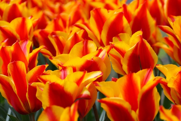 yellow red tulips