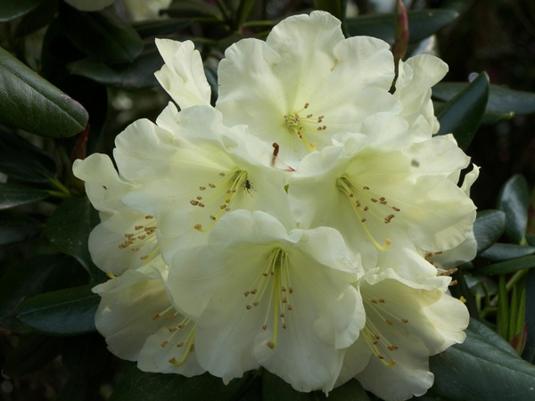 yellow rhododendron spring flower
