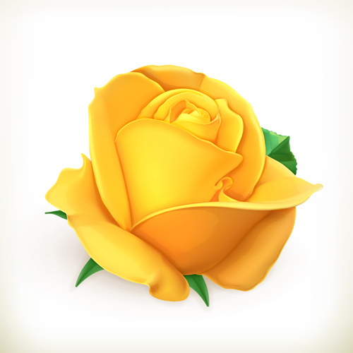 Download Yellow rose vector Free vector in Encapsulated PostScript ...