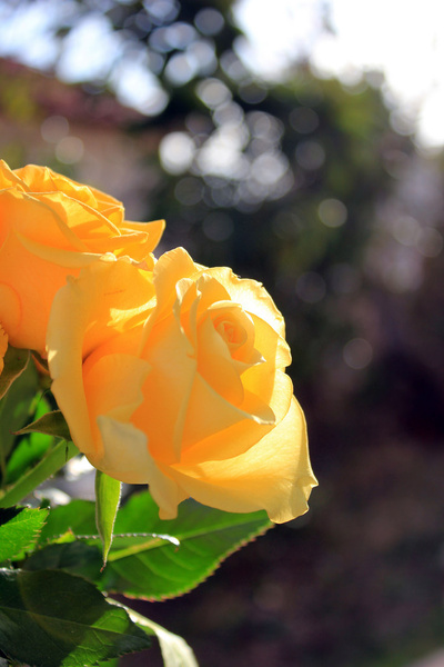 yellow roses israel 