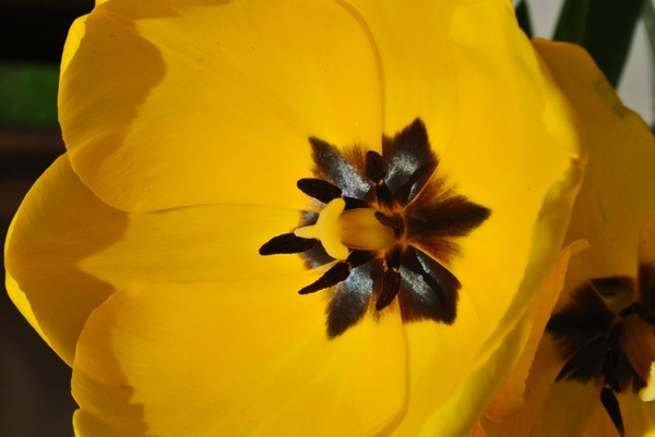 yellow tulip spring