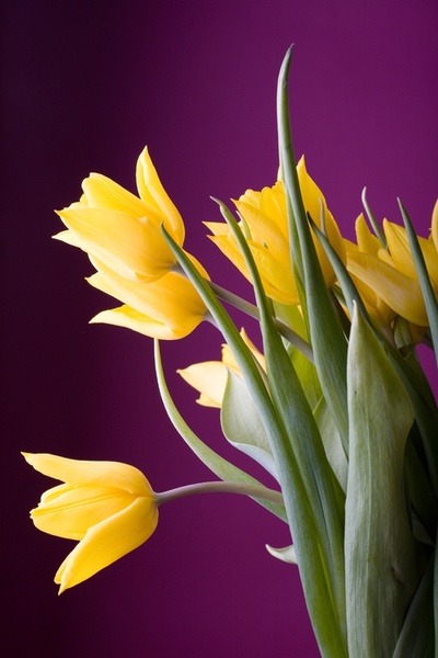 yellow tulips hd picture 