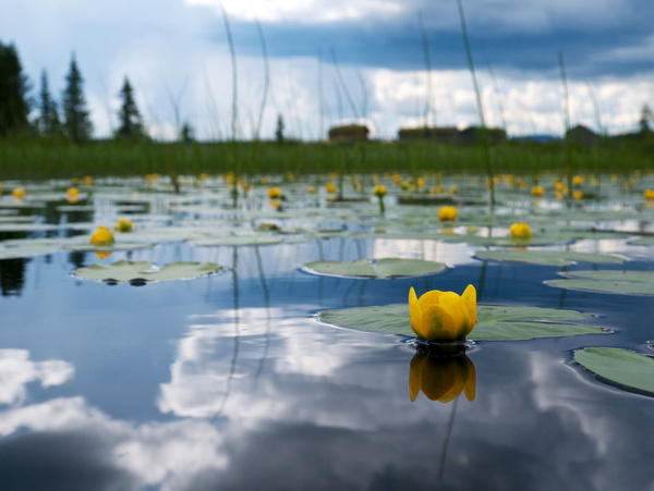 yellow water lilies everywhere