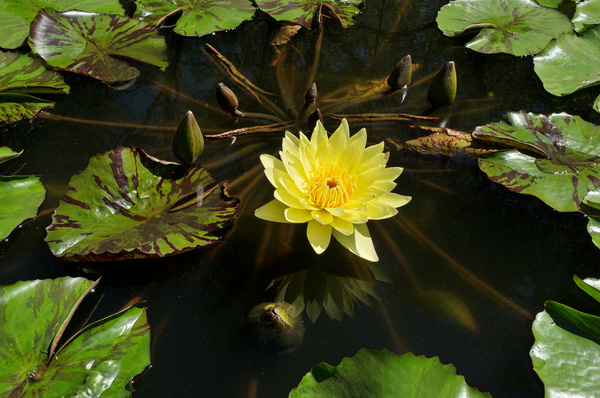 yellow water lily 