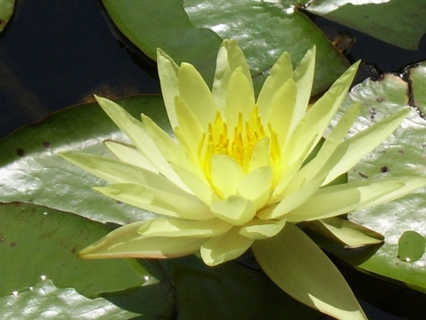 yellow waterlily