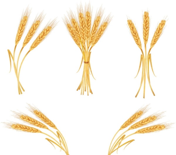 yellow wheat 04 vector 