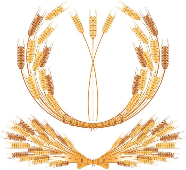 Download Wheat free vector download (324 Free vector) for ...