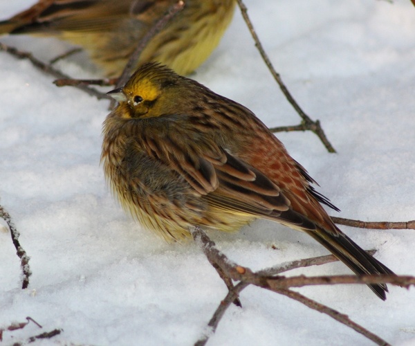 yellowhammer bird nature