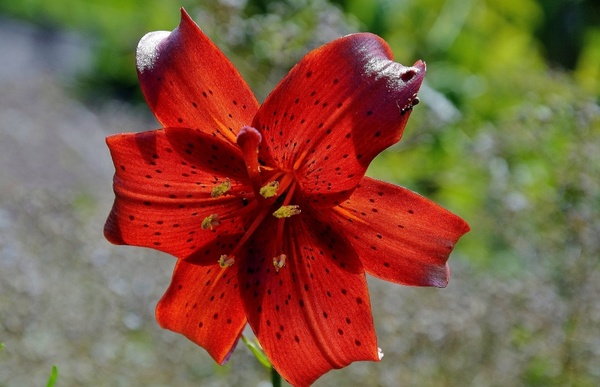 yellow-red daylily lily hemerocallis