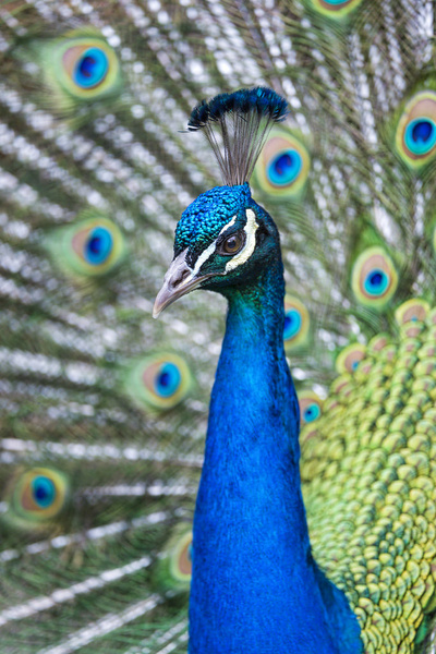 yes a peacock 