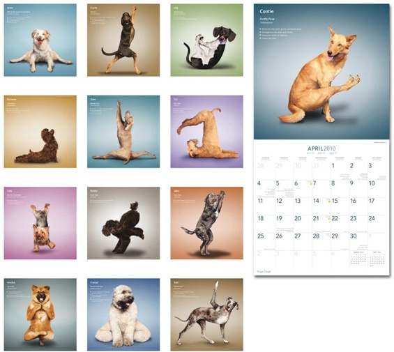 yoga dogs 2010 calendar with pictures hd picture
