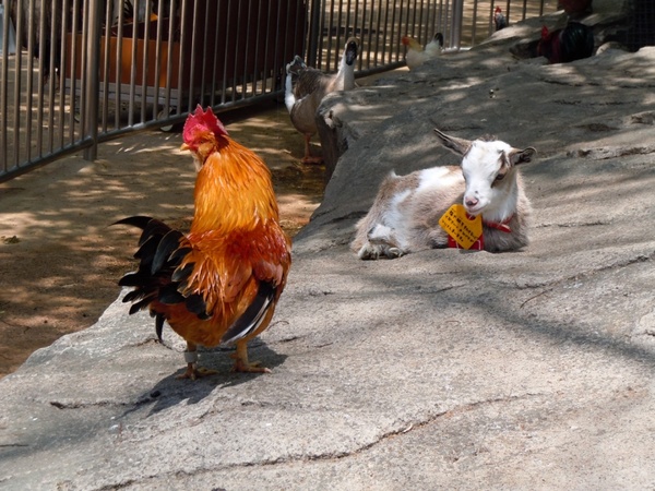 young goat and domestic fowl
