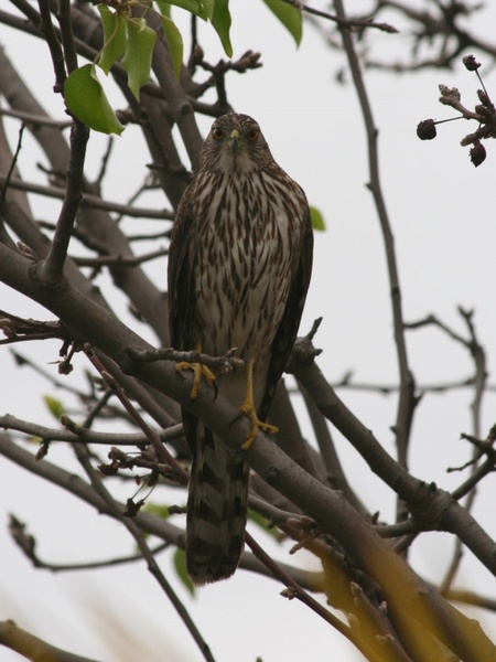 young hawk in a tree