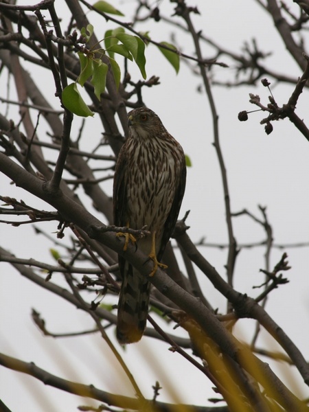 young hawk in a tree