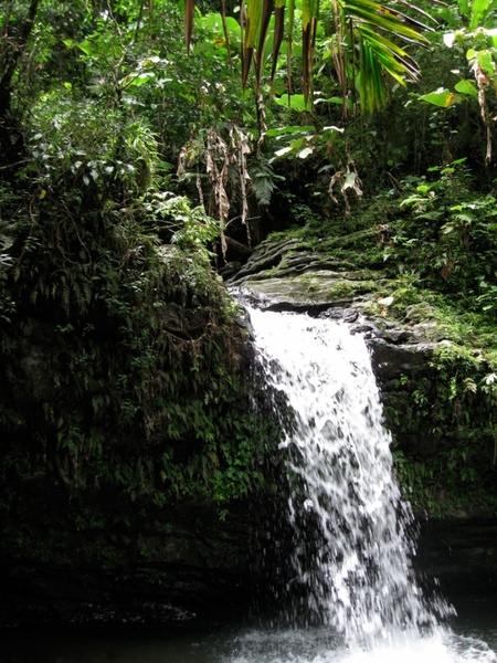 yunque rain forest