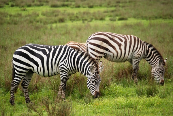 zebra africa serengeti 