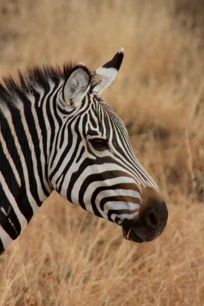 zebra animal family 
