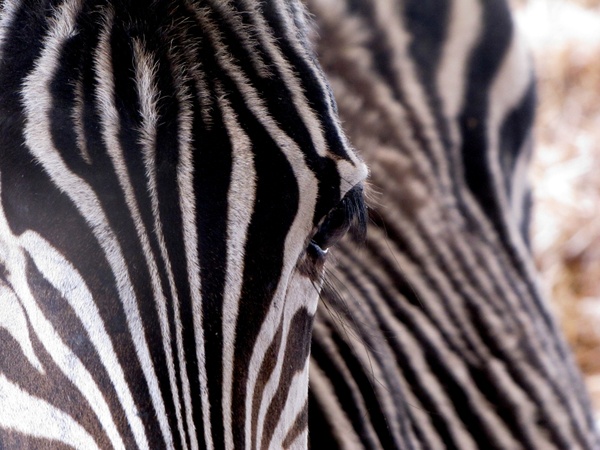 zebra animal stripes