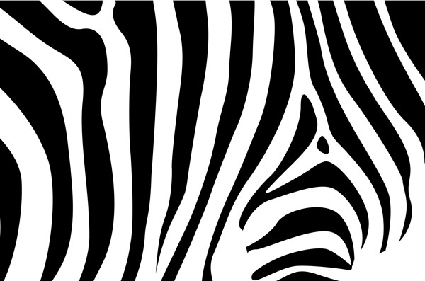 zebra background 