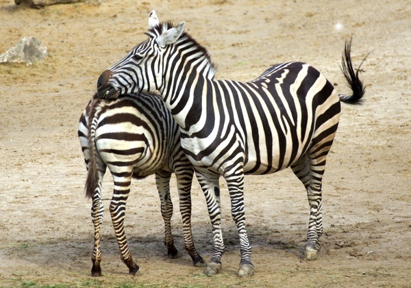 zebra black zebra stripes