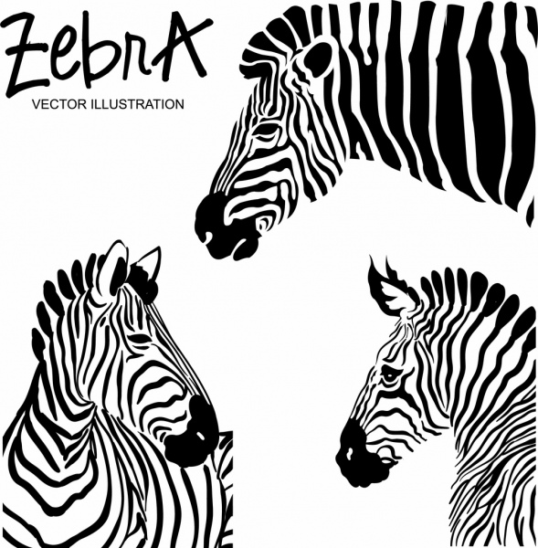zebra icons black white stripes decoration