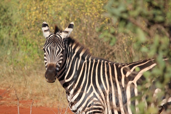 zebra kenya mammal