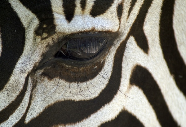 zebra macro black