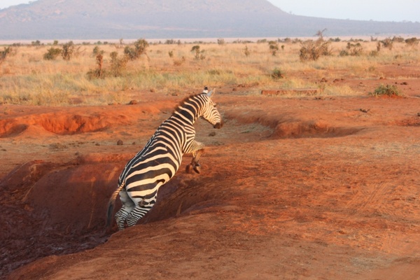 zebra safari tsavo