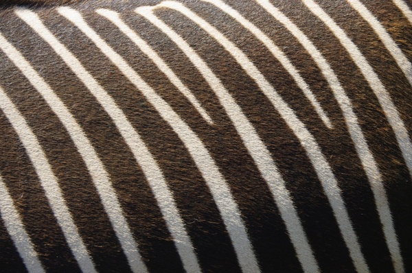 zebra texture nature