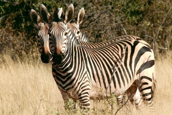 zebra wild animal namibia