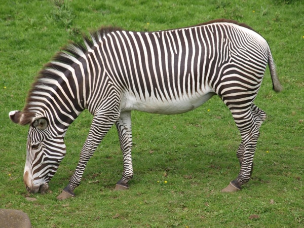 zebra zoo black and white striped